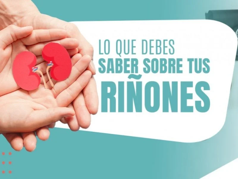 Lo que debes saber sobre tus riñones